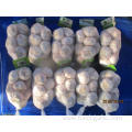 Hot Sale Normal White Fresh Garlic